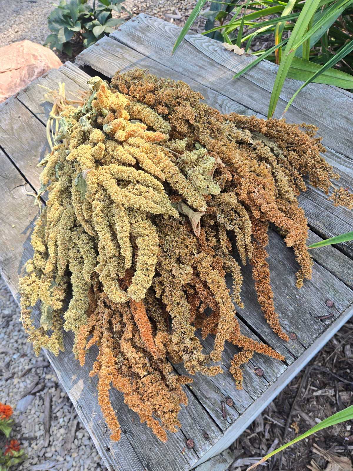 Dried Amaranth, Long Burgundy