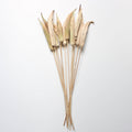 Dried Okra on Natural Stems (12 Stems)