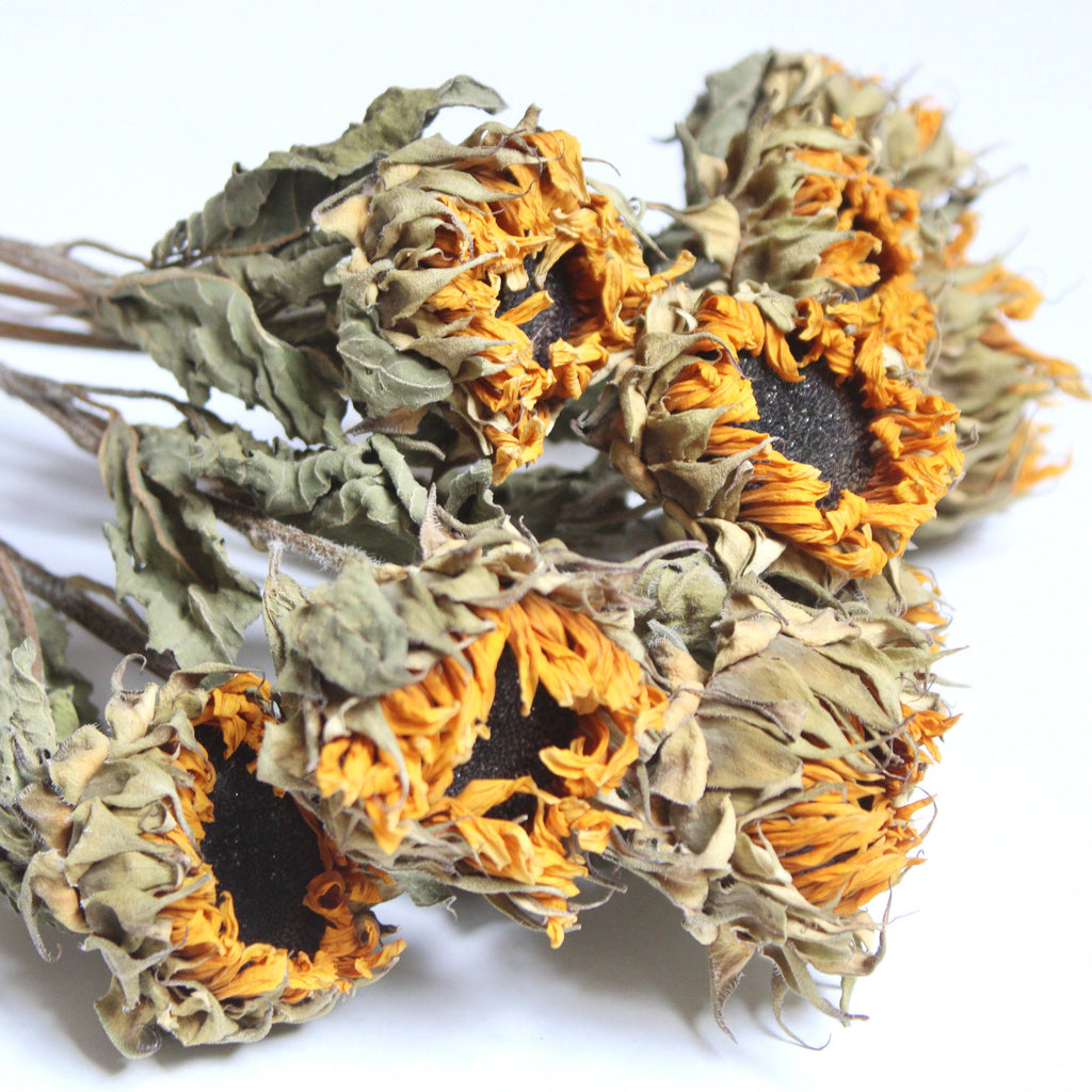 Dried Mini Sunflowers (10 Stems)