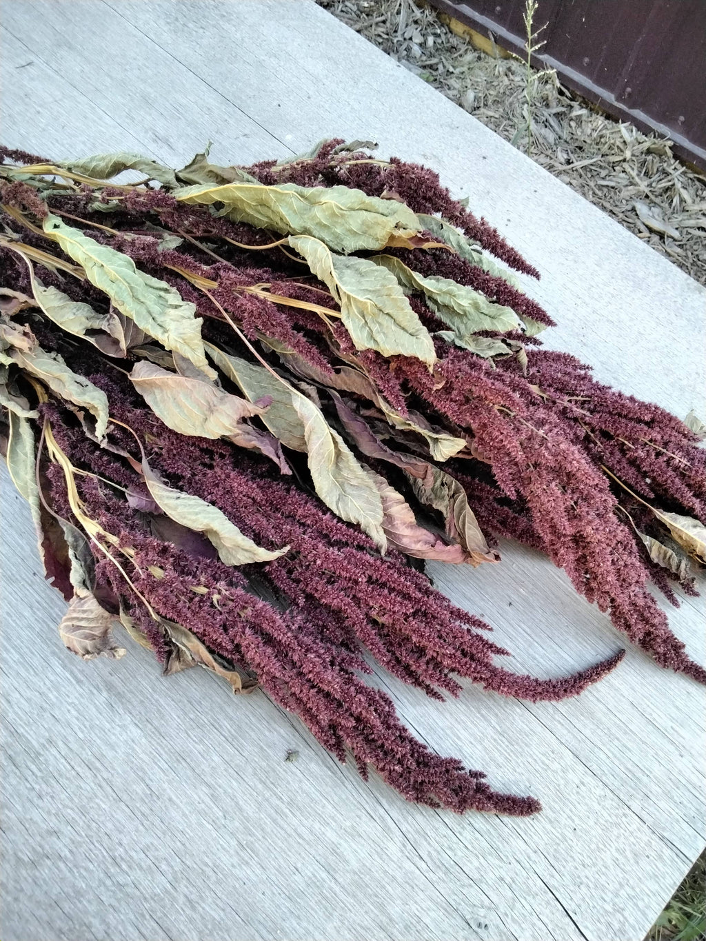 Dried Amaranth, Long Burgundy