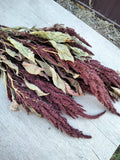 Dried Amaranth, Long Burgundy