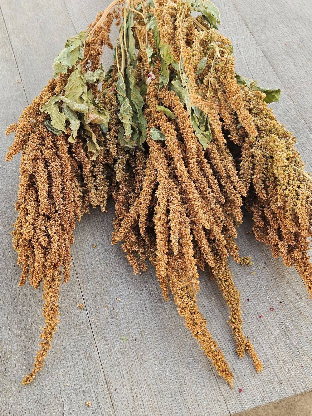 Dried Amaranth, Long Burgundy