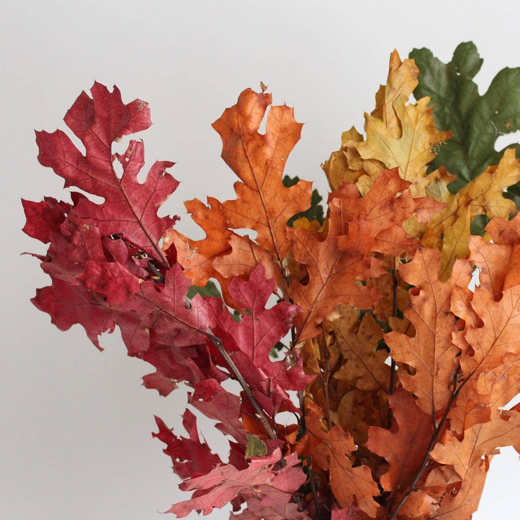 Preserved Oak Leaves, Red