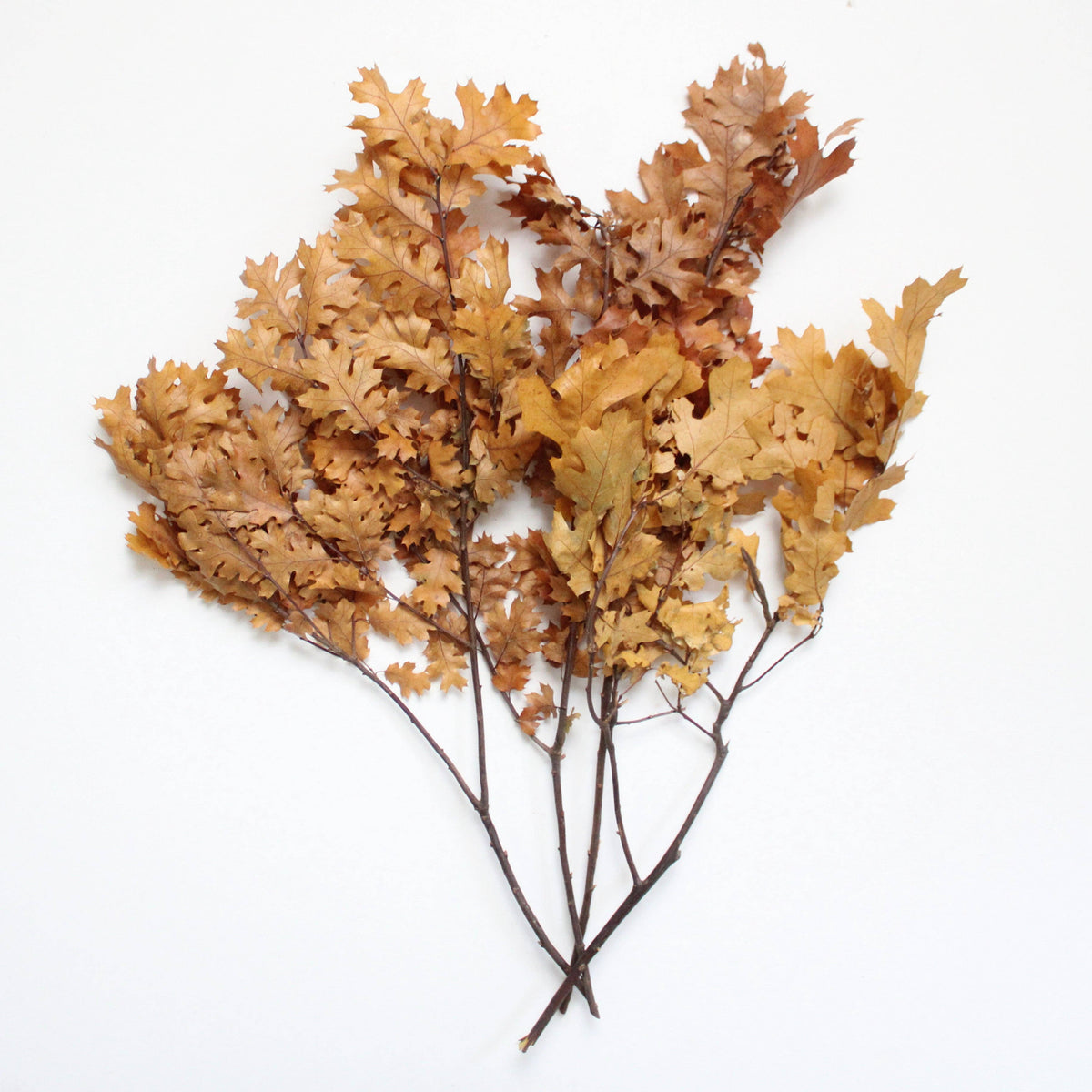 Preserved Oak Leaves, Red