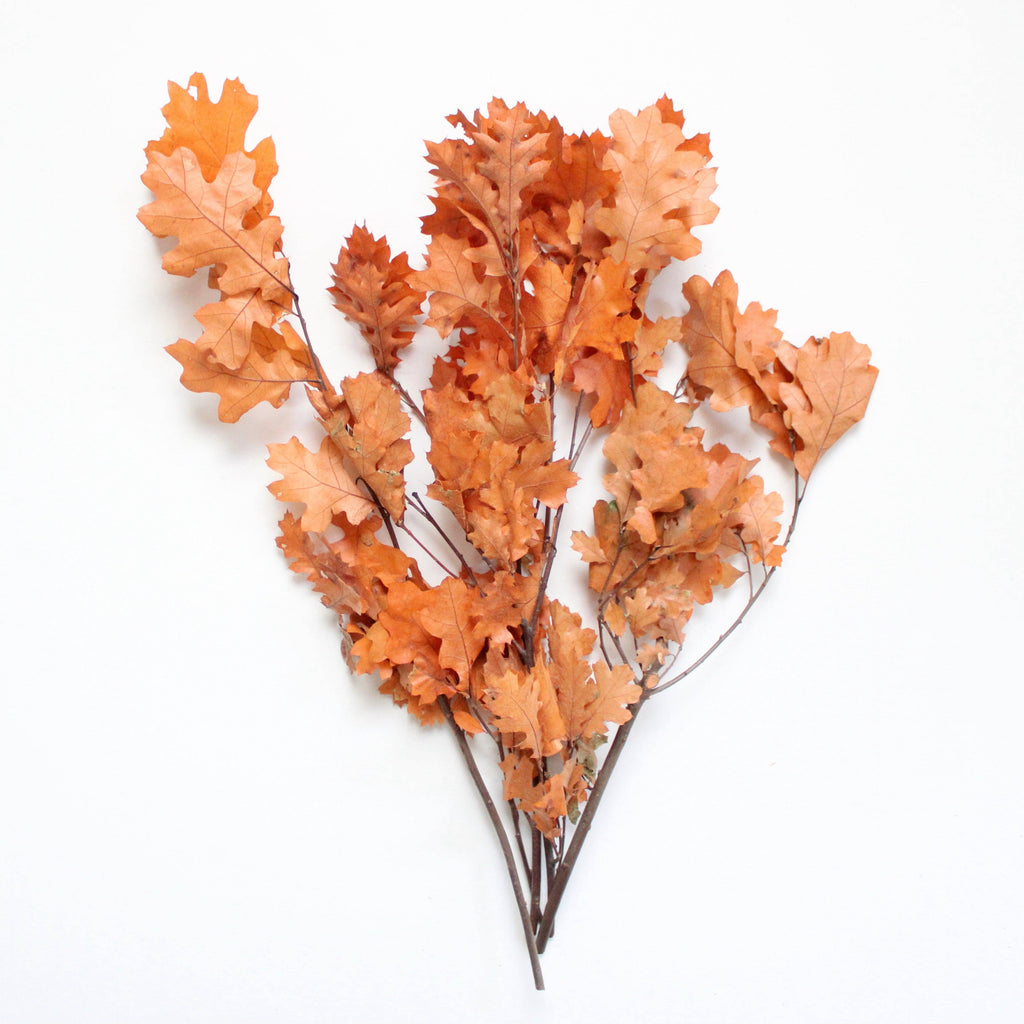 Preserved Oak Leaves, Red