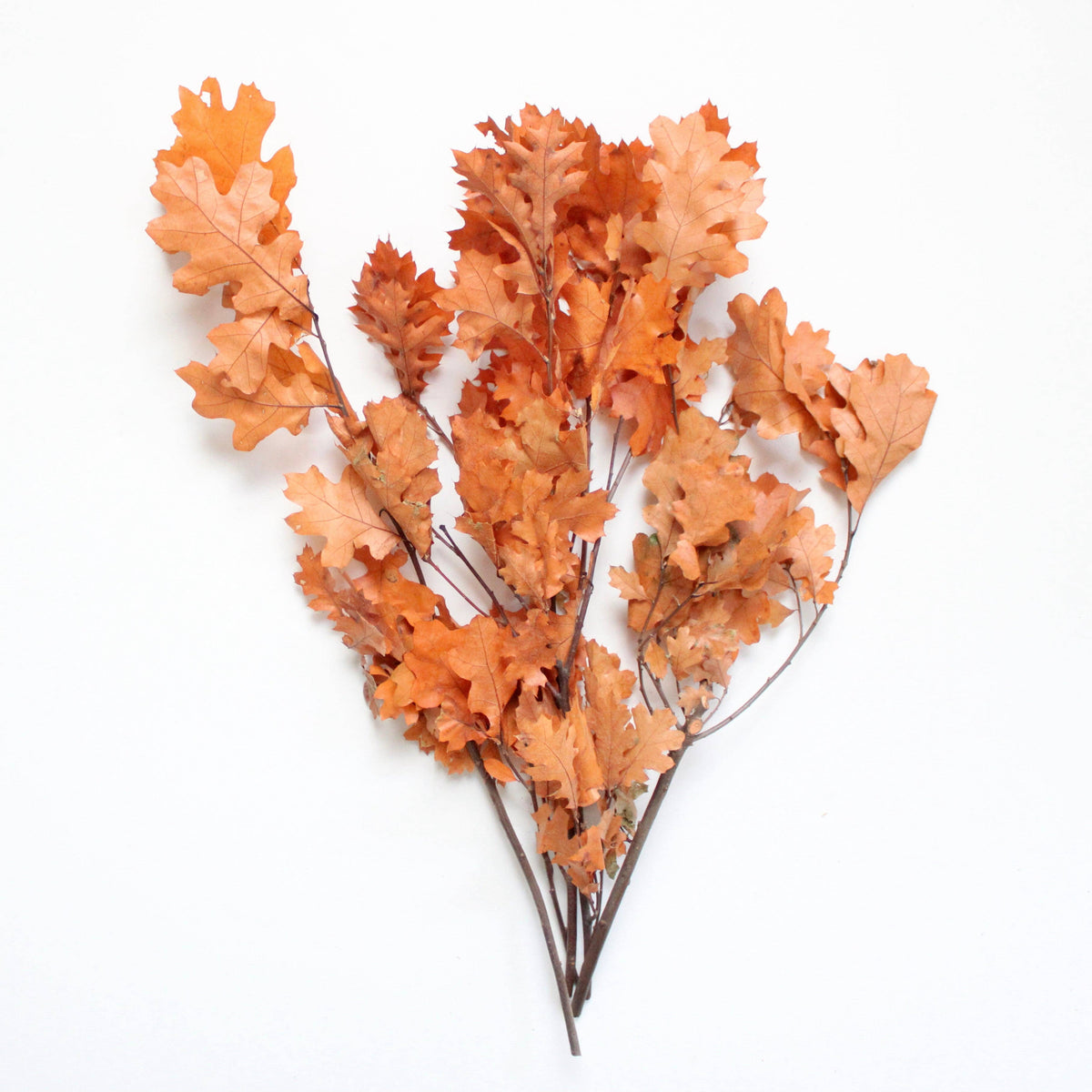 Preserved Oak Leaves, Red