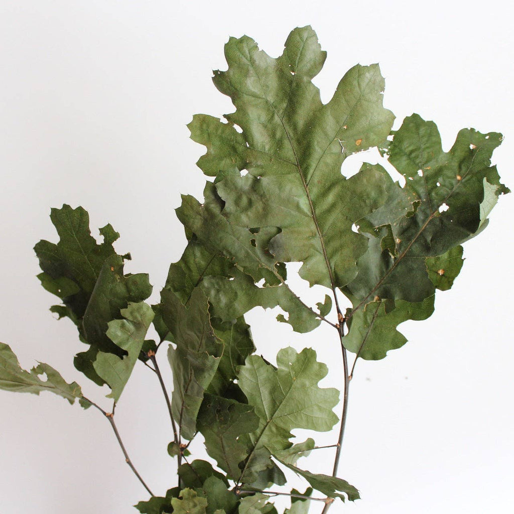 Preserved Oak Leaves, Red