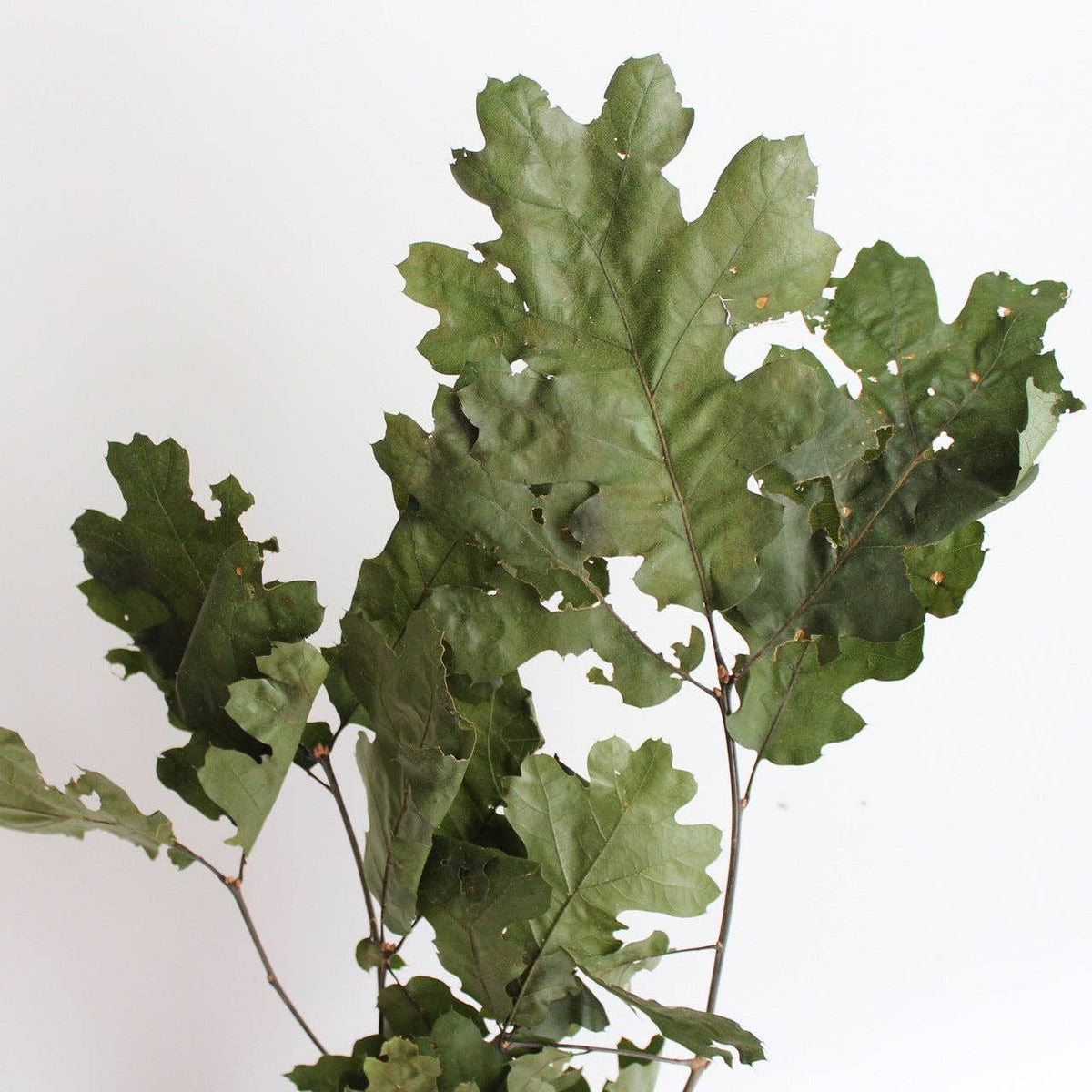 Preserved Oak Leaves, Red