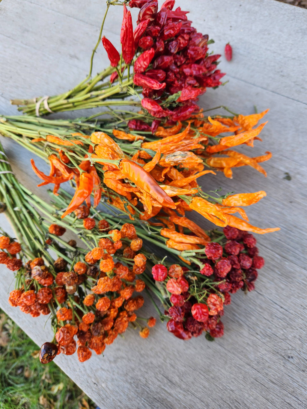 Dried Red Chili Pepper Pods