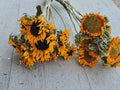 Dried Black-Eyed Sunflowers