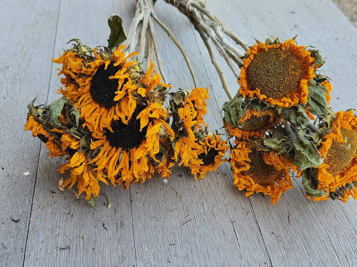 Dried Black-Eyed Sunflowers