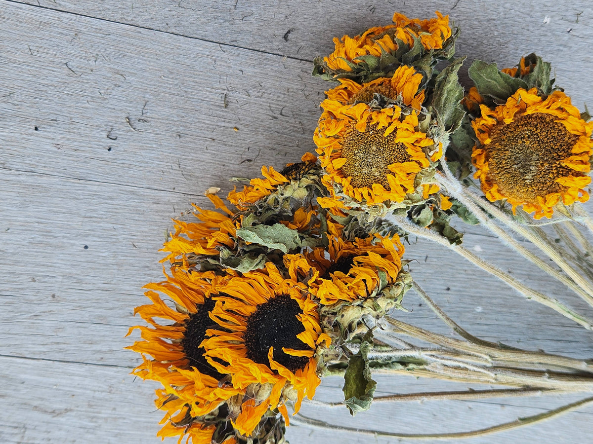 Dried Black-Eyed Sunflowers