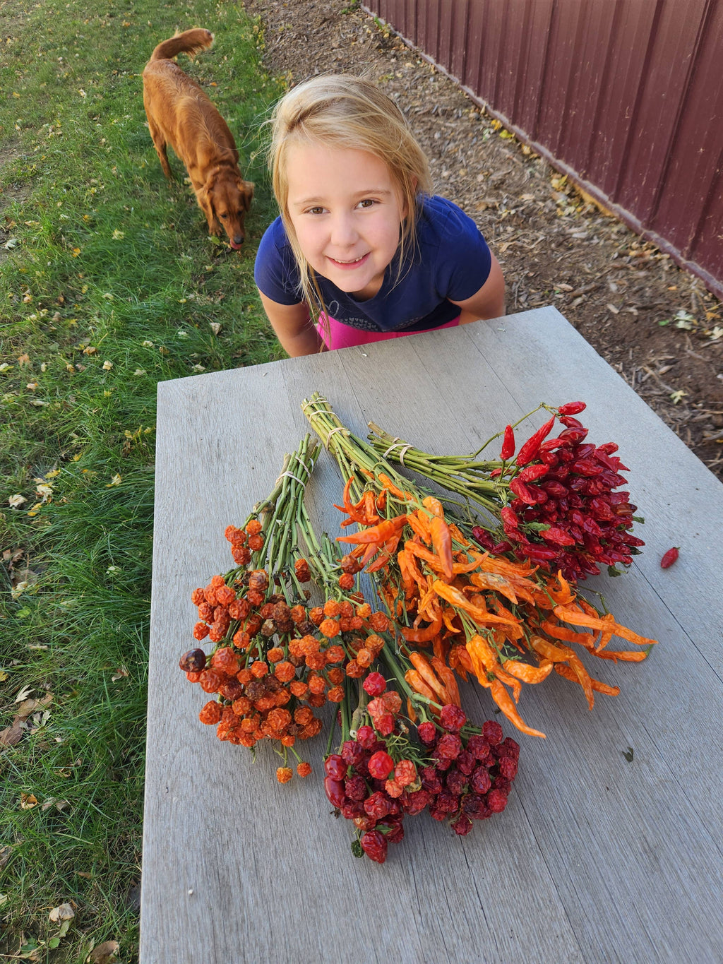 Dried Red Chili Pepper Pods