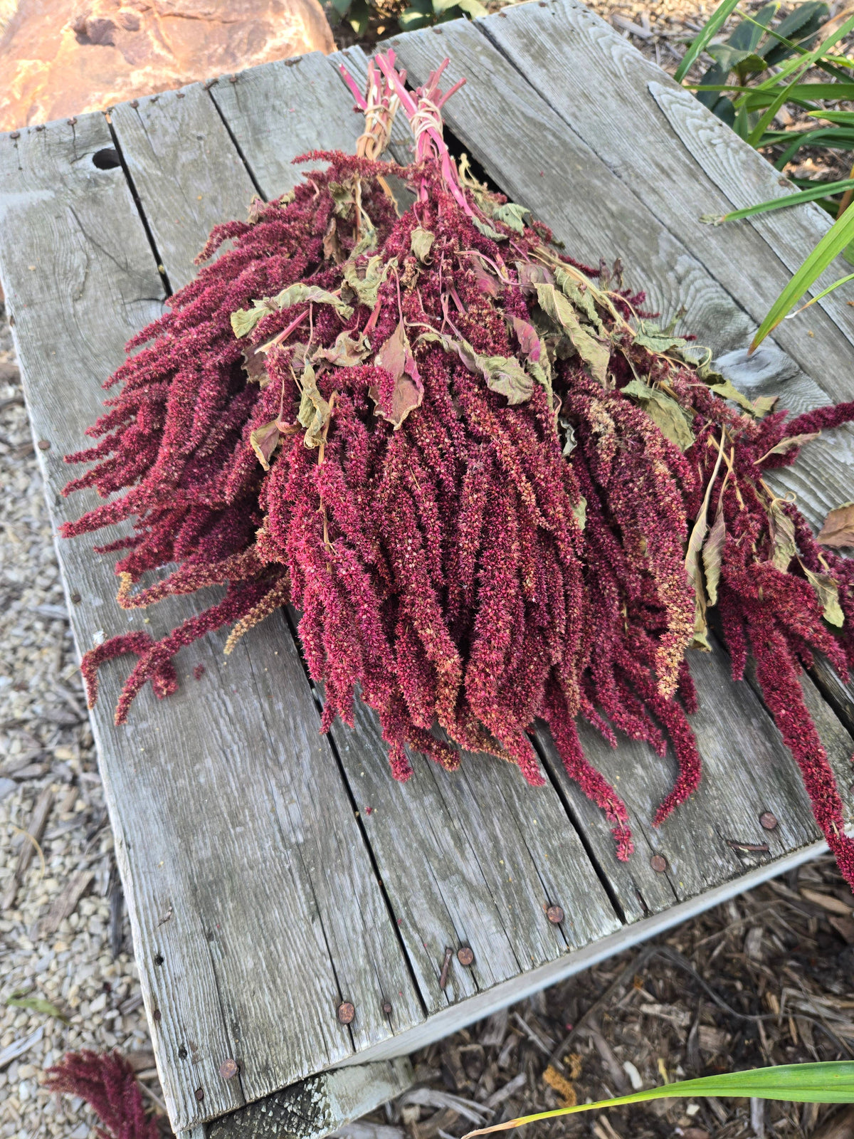 Dried Amaranth, Long Burgundy