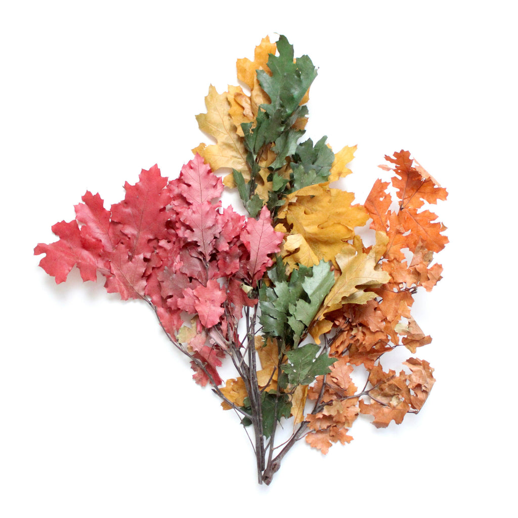 Preserved Oak Leaves, Red