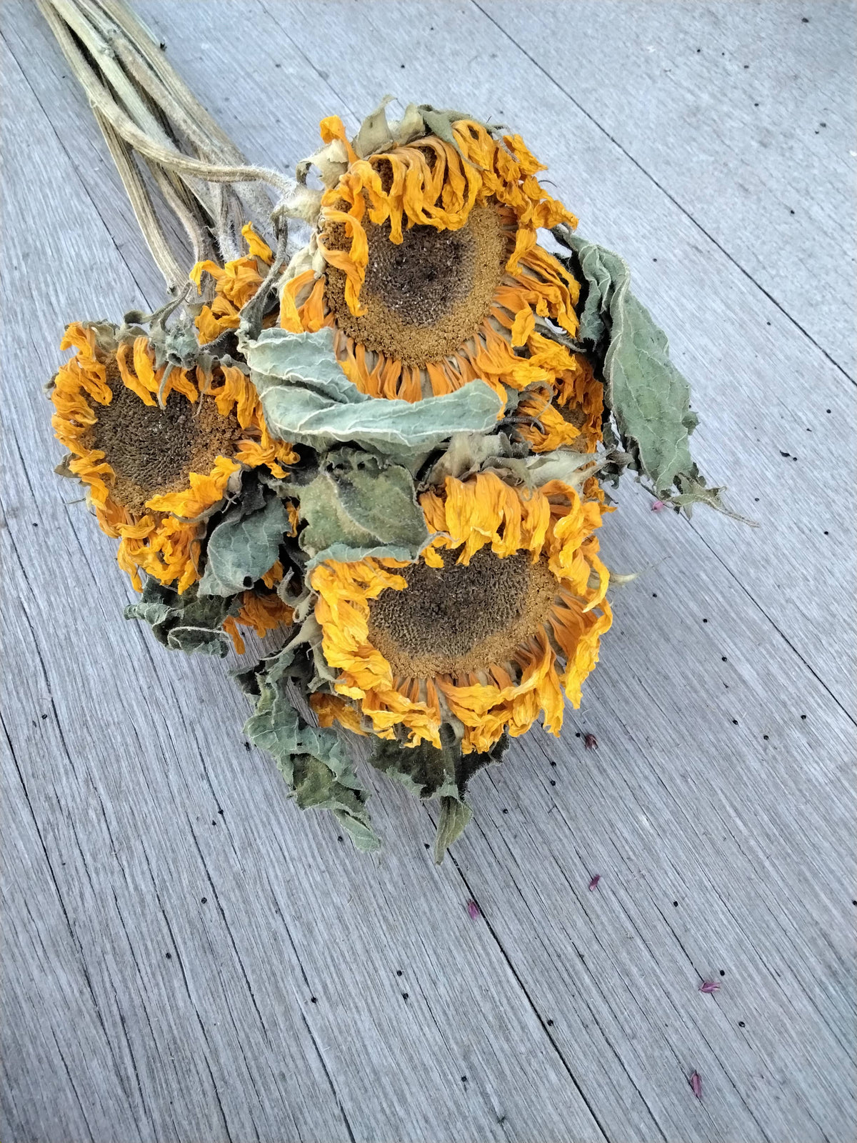 Dried Black-Eyed Sunflowers