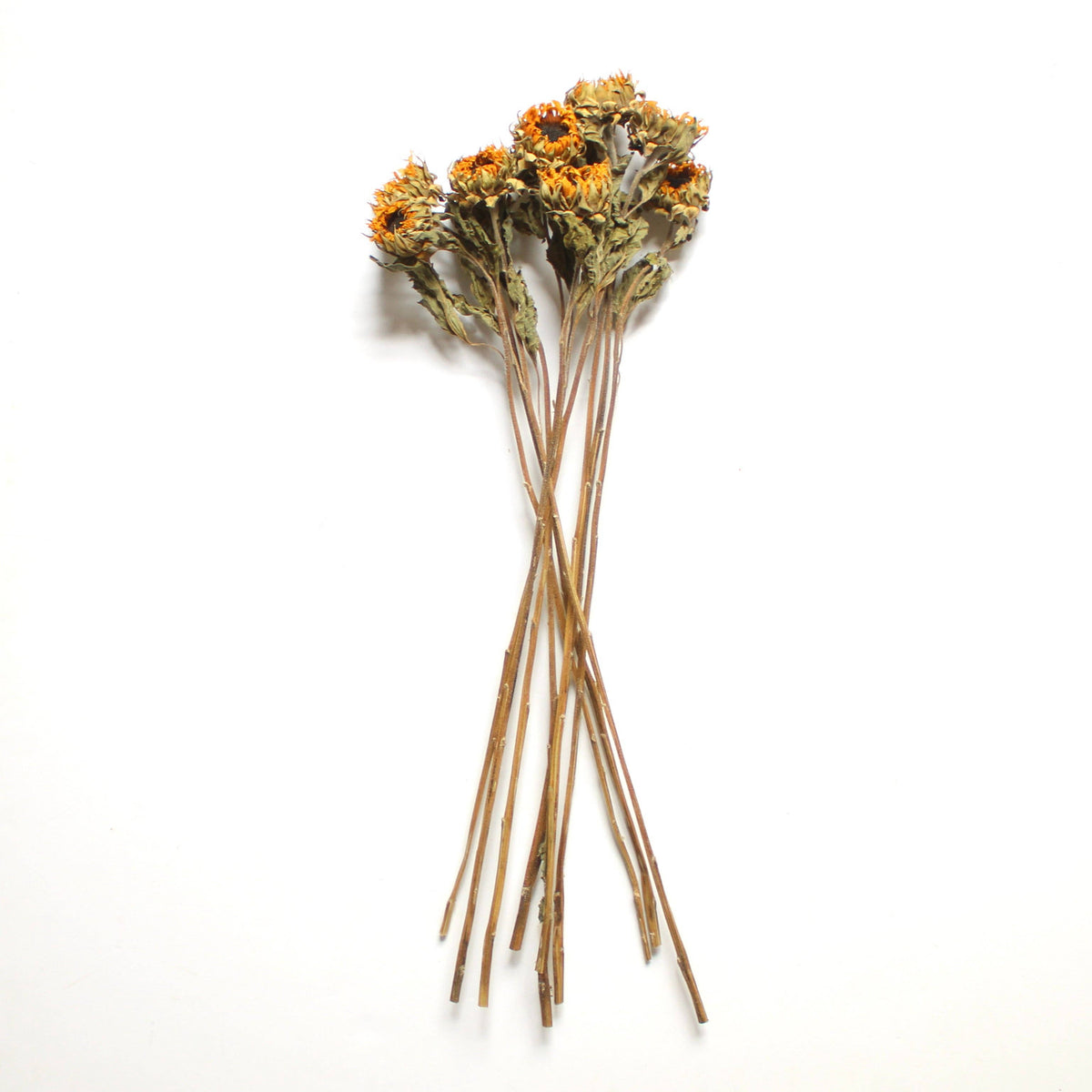 Dried Mini Sunflowers (10 Stems)