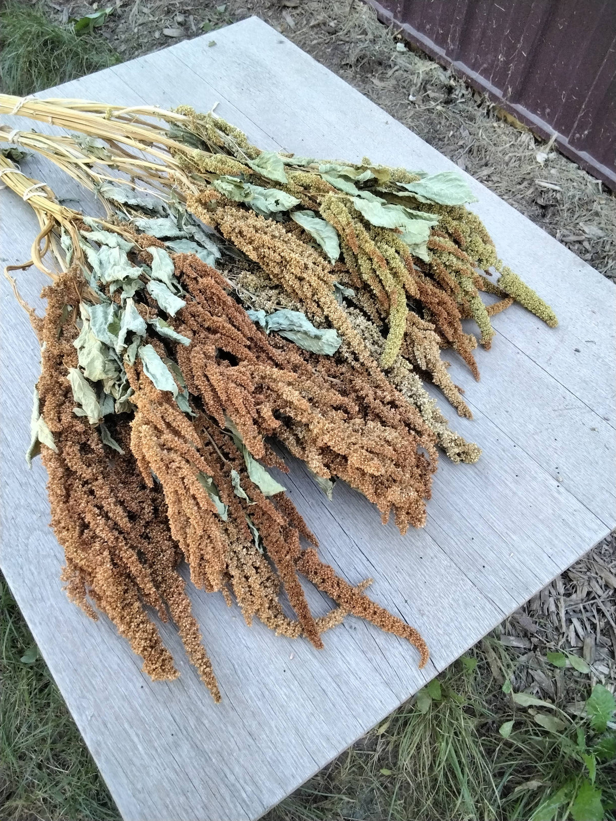 Dried Amaranth, Long Burgundy
