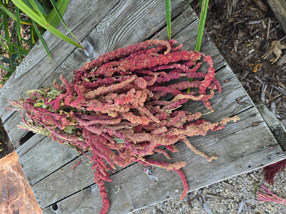 Dried Amaranth, Long Burgundy