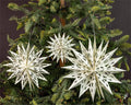 Classic Paper Snowflake Ornaments (6 pack - 2 each of 3 sizes)