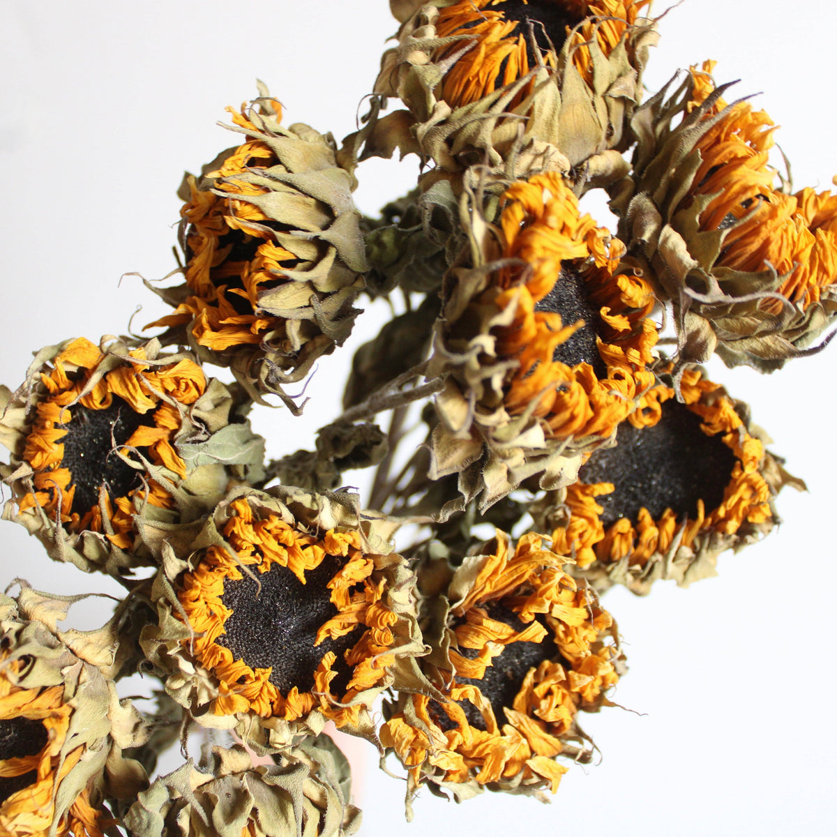 Dried Mini Sunflowers (10 Stems)